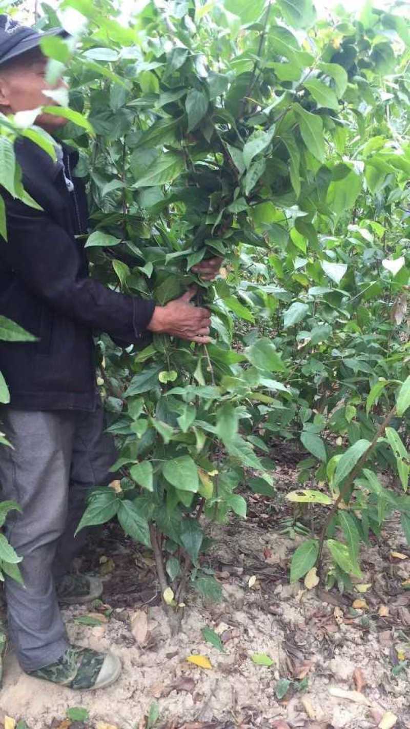 腊梅狗牙梅素心腊梅质量如图所示价格优惠产地直销