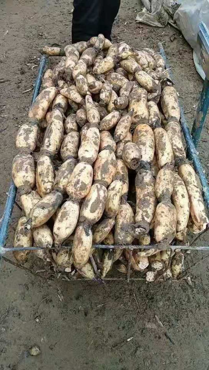 精品白连藕，产地直销，价格平稳，电联视频，欢迎订购！