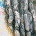 精品白连藕，产地直销，价格平稳，电联视频，欢迎订购！