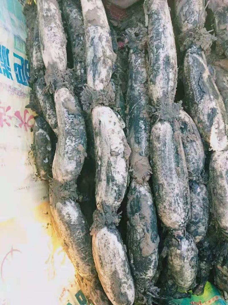 精品白连藕，产地直销，价格平稳，电联视频，欢迎订购！