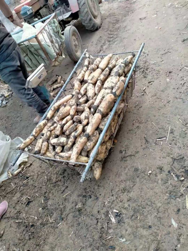 精品白连藕，产地直销，价格平稳，电联视频，欢迎订购！