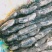 精品白连藕，产地直销，价格平稳，电联视频，欢迎订购！