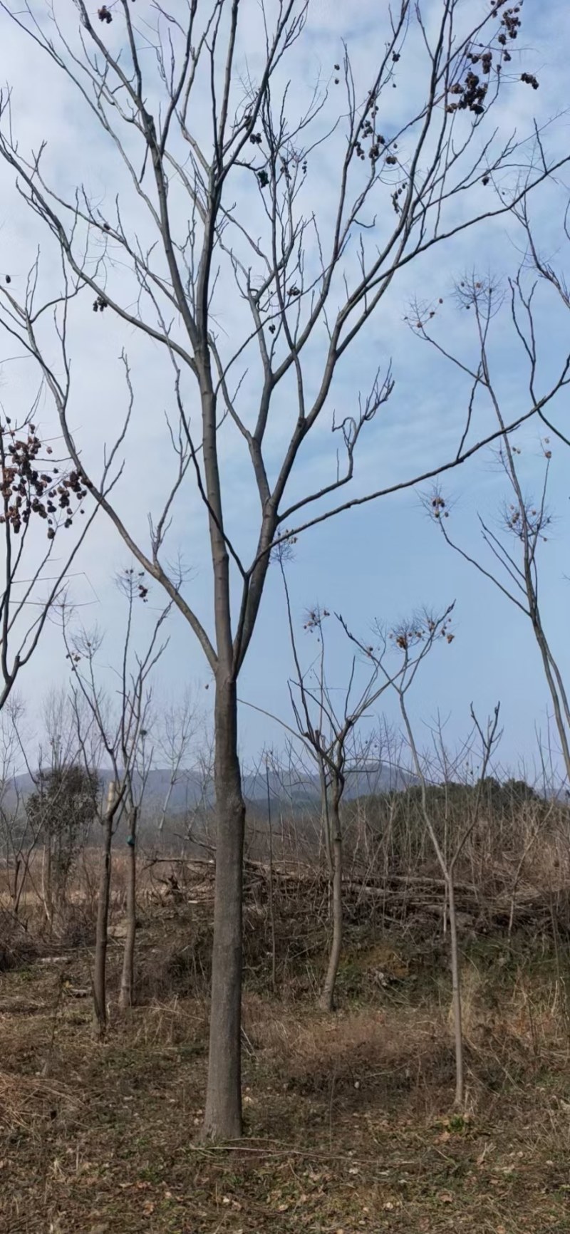栾树，黄山栾树批发，规格齐全