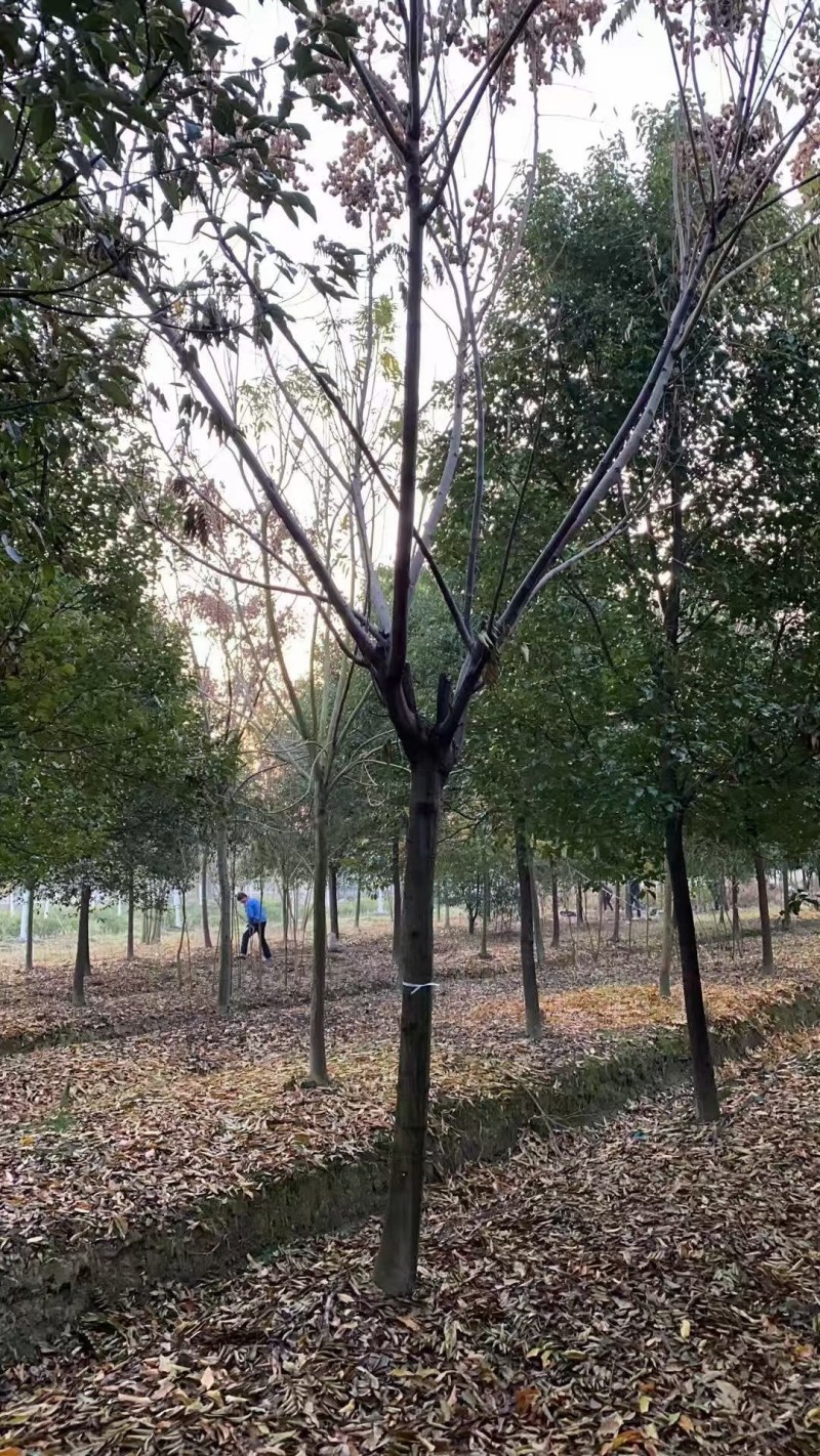 栾树，黄山栾树批发，规格齐全