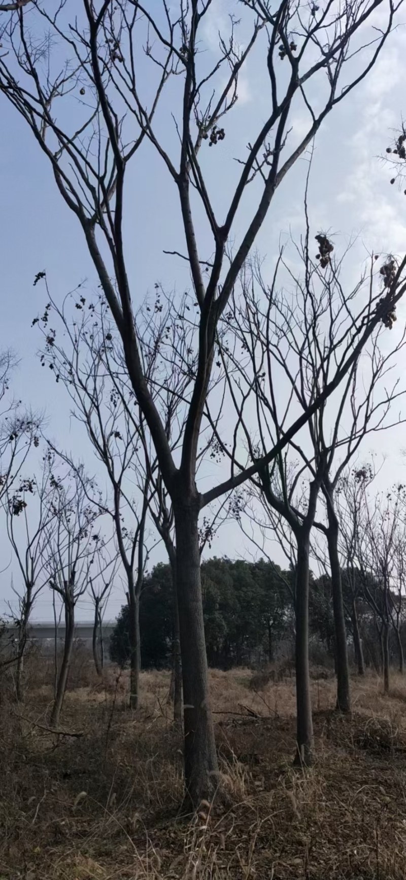 栾树，黄山栾树批发，规格齐全