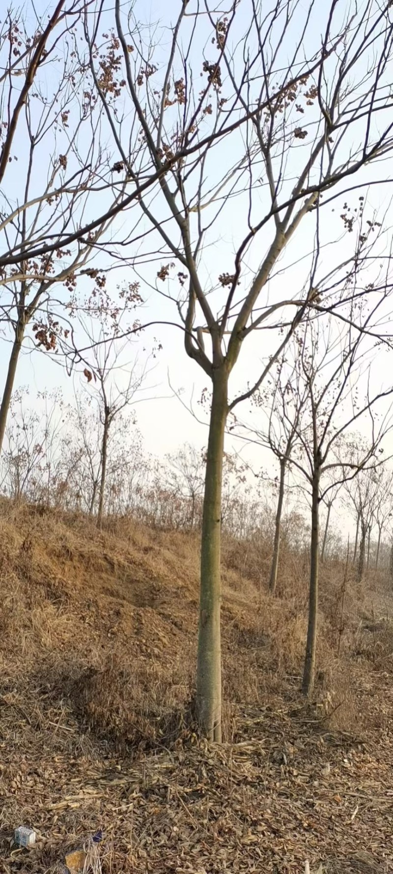 栾树，黄山栾树批发，规格齐全