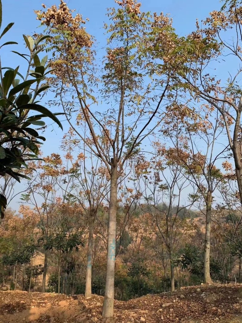 栾树，黄山栾树批发，规格齐全