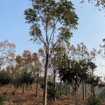 栾树，黄山栾树批发，规格齐全