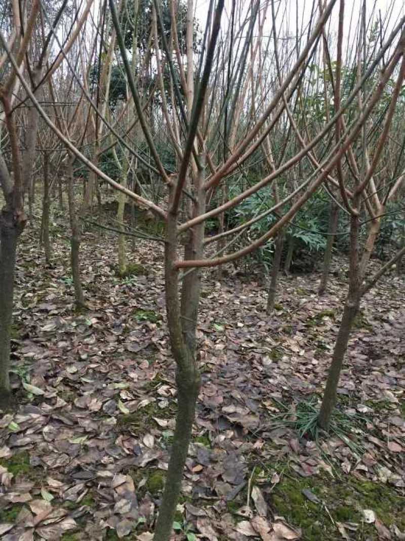 红梅正宗骨里红品种红梅农户直销，量大优惠常年供应