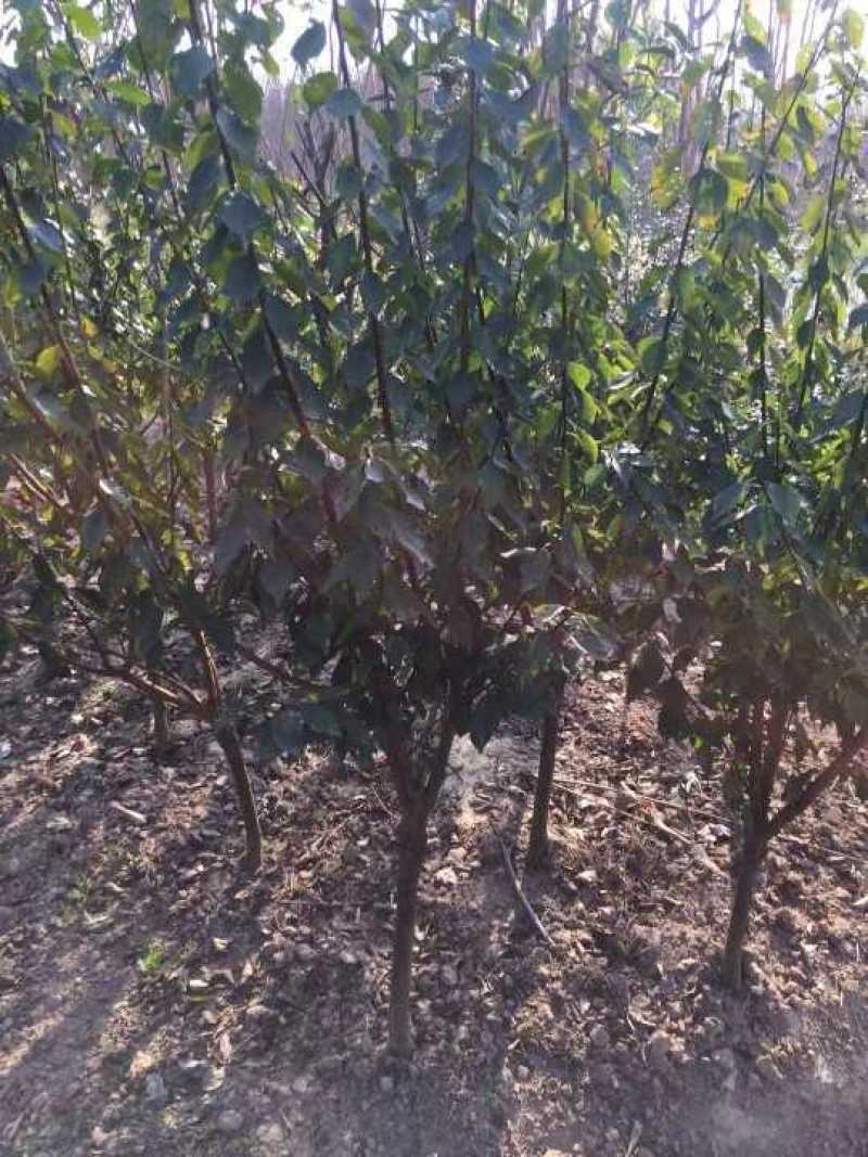 红梅正宗骨里红品种红梅农户直销，量大优惠常年供应