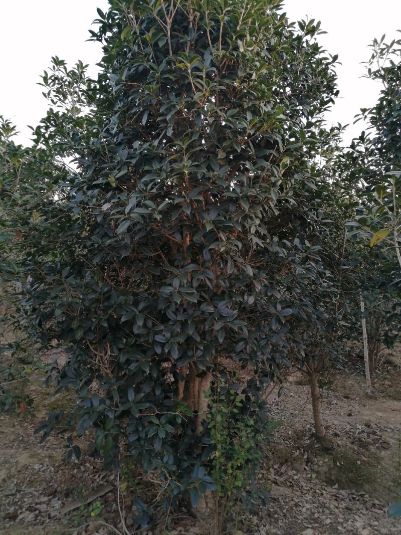 桂花潢川金桂大量出售常年供应各种规格齐全质量保证