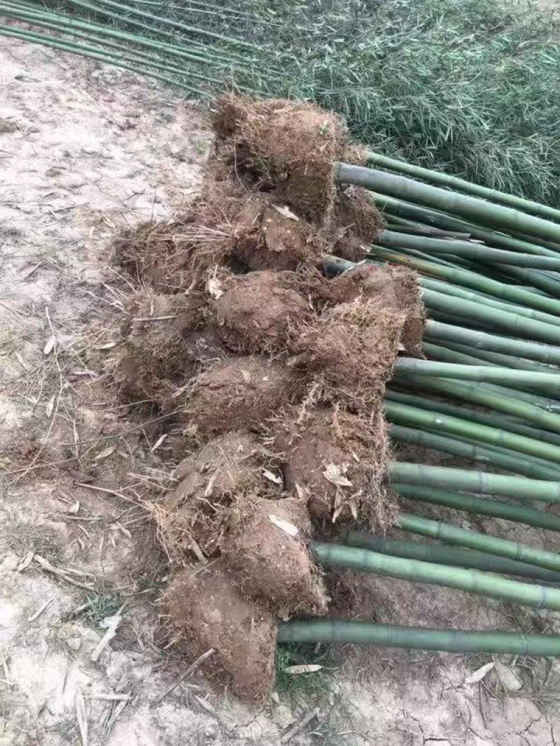 刚竹青皮竹大量出售常年供应，规格齐全农户直销
