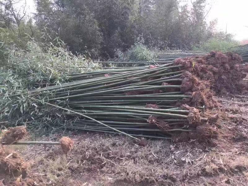 刚竹青皮竹大量出售常年供应，规格齐全农户直销