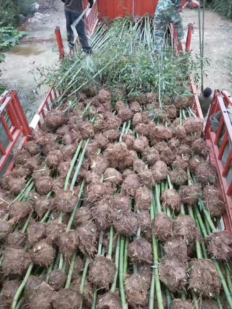 刚竹青皮竹大量出售常年供应，规格齐全农户直销
