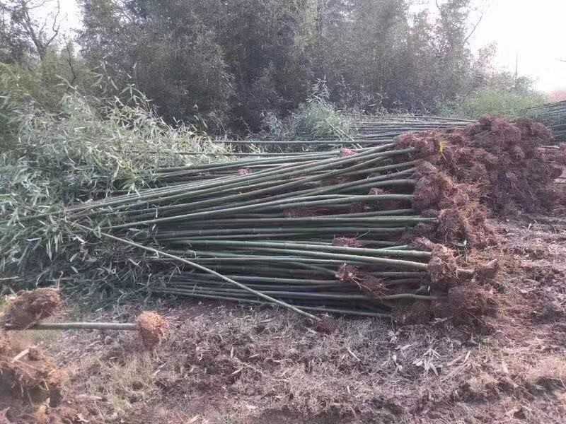 刚竹青皮竹大量出售常年供应，规格齐全农户直销