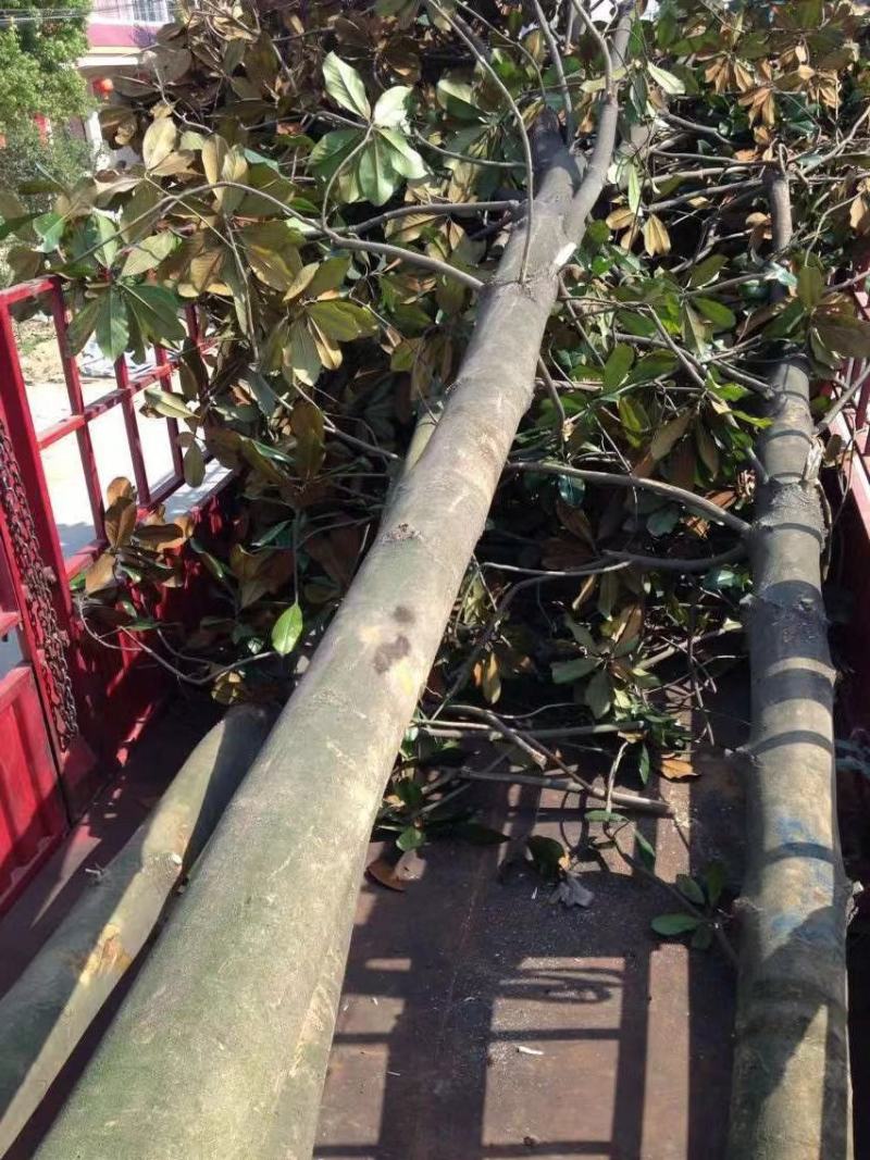 栾树南栾常年供应各种规格栾树价格优惠规格齐全