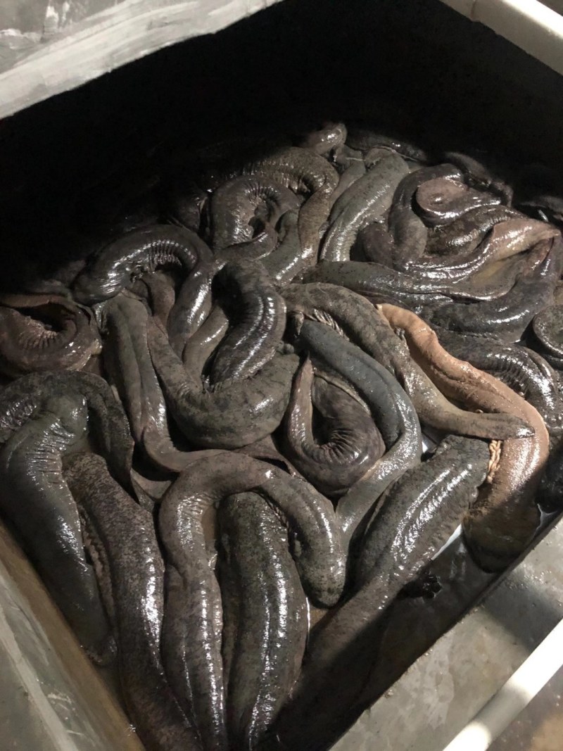 人工驯养娃娃鱼大量有货，全国发货