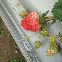 亲子草莓园草莓3月份预售