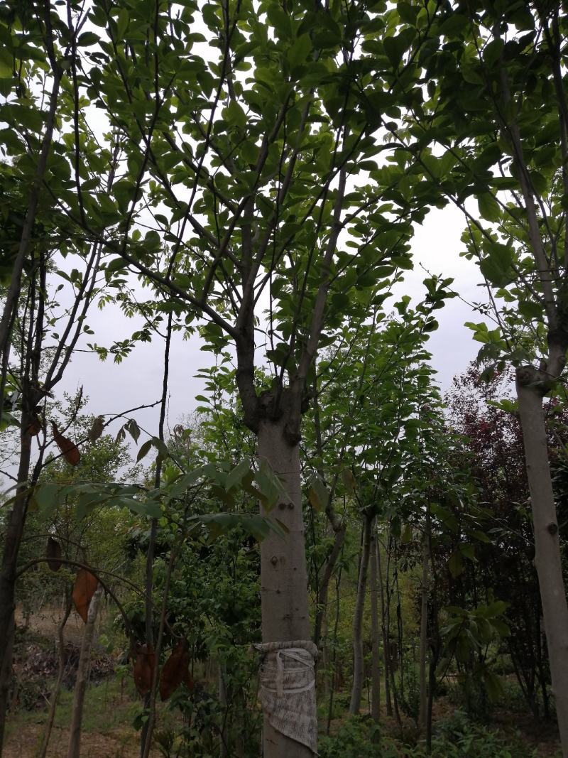 红玉兰紫玉兰白玉兰大量出售苗圃场常年供应各种规格