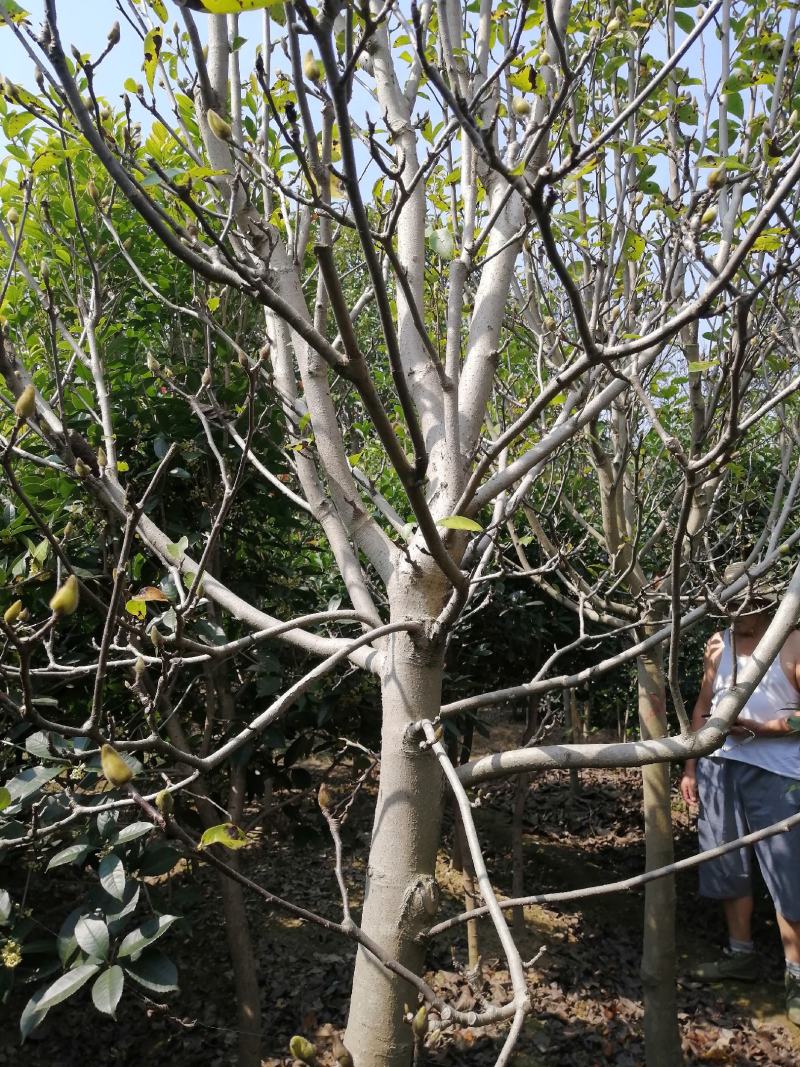 红玉兰紫玉兰白玉兰大量出售苗圃场常年供应各种规格