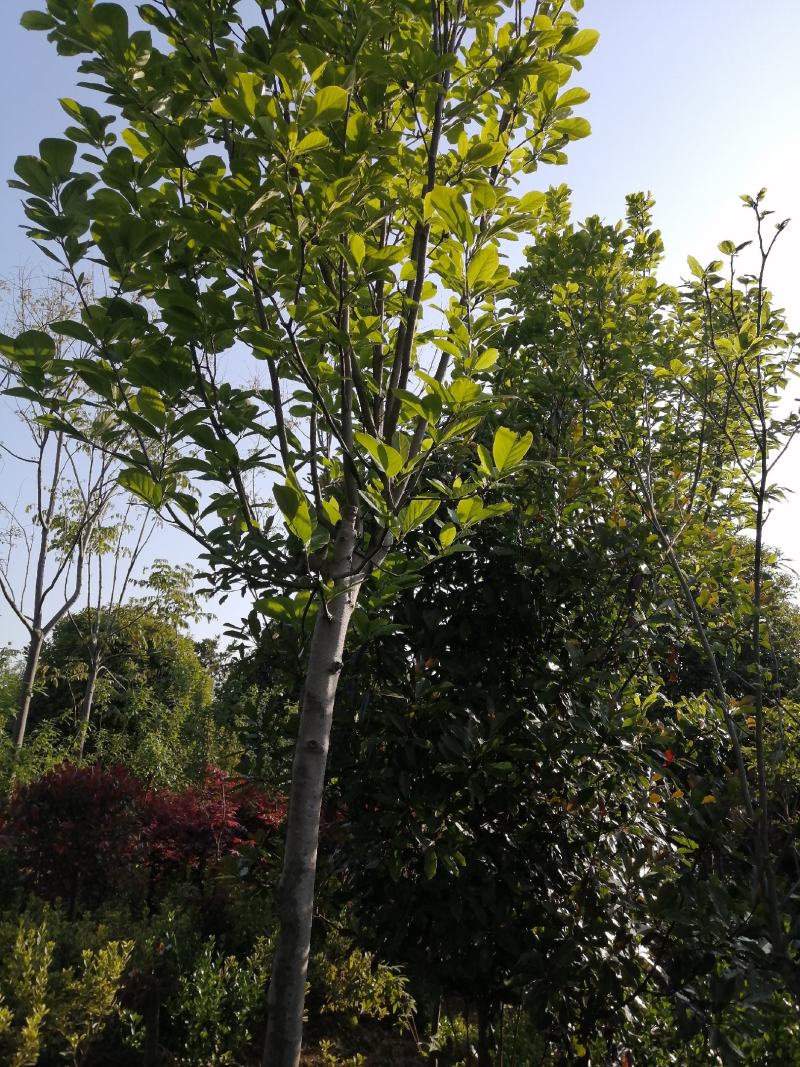 红玉兰紫玉兰白玉兰大量出售苗圃场常年供应各种规格