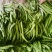 扁豆，扁芸豆，扁青芸豆质优价廉