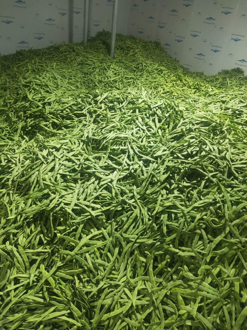 扁豆，扁芸豆，扁青芸豆质优价廉