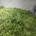 扁豆，扁芸豆，扁青芸豆质优价廉