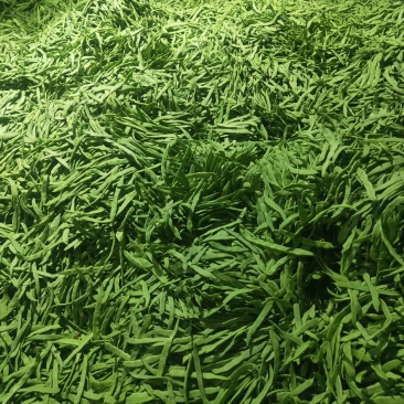 扁豆，扁芸豆，扁青芸豆质优价廉