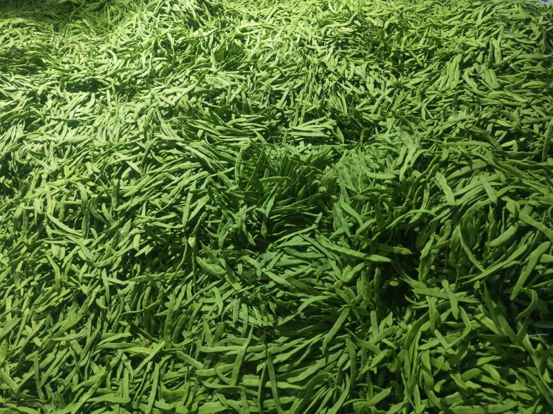 扁豆，扁芸豆，扁青芸豆质优价廉