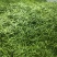 扁豆，扁芸豆，扁青芸豆质优价廉