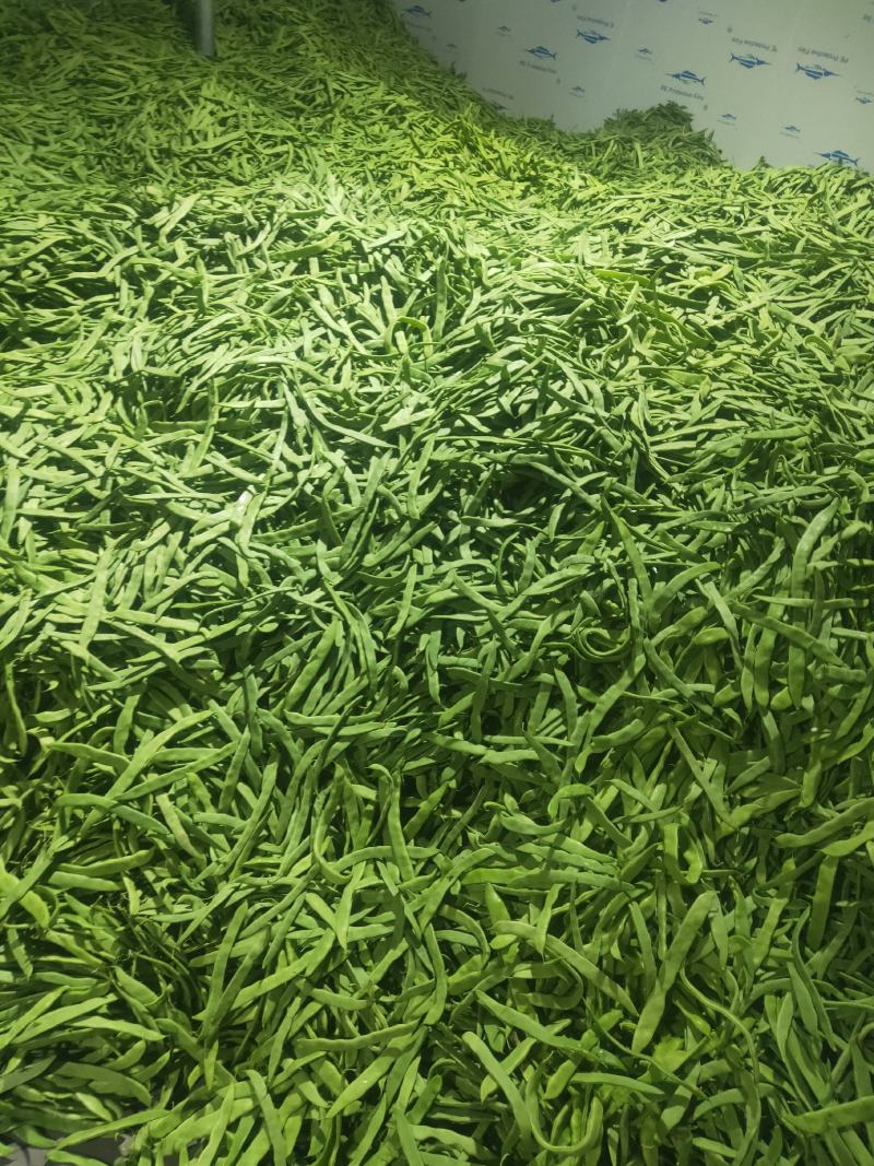 扁豆，扁芸豆，扁青芸豆质优价廉