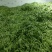 扁豆，扁芸豆，扁青芸豆质优价廉