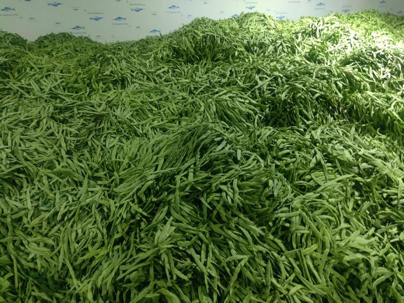 扁豆，扁芸豆，扁青芸豆质优价廉