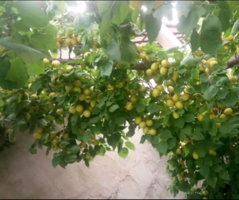 正宗荷兰香蜜杏，珍珠油杏，红杏，品种纯正，现场挖苗