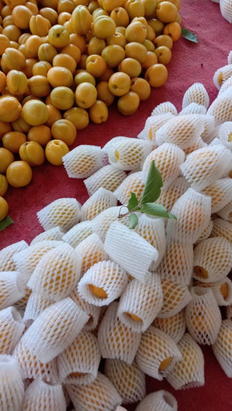 正宗荷兰香蜜杏，珍珠油杏，红杏，品种纯正，现场挖苗