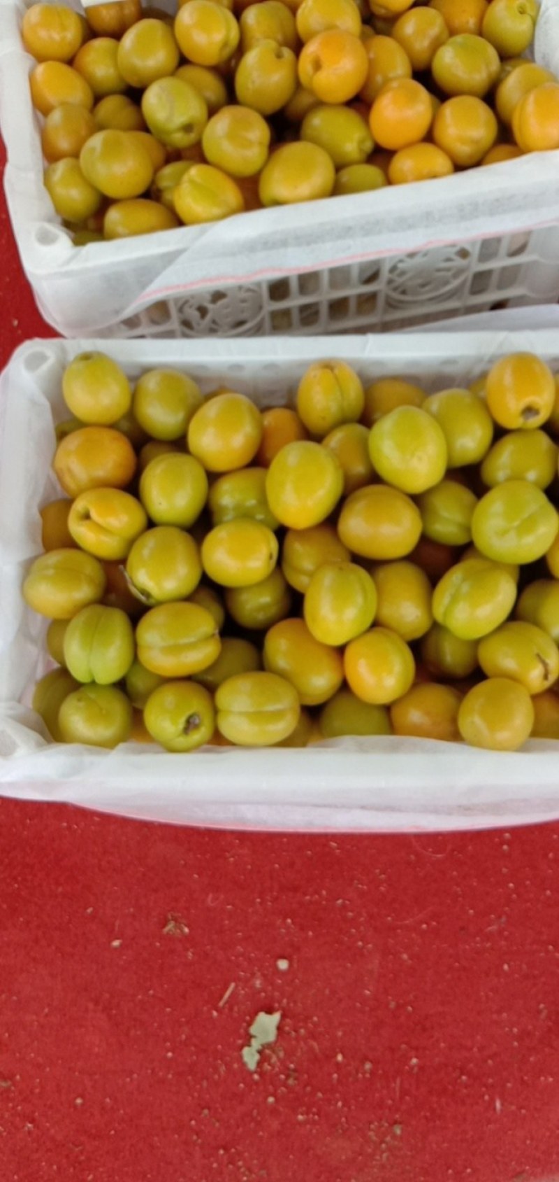 正宗荷兰香蜜杏，珍珠油杏，红杏，品种纯正，现场挖苗