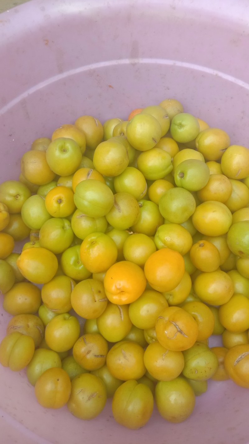 正宗荷兰香蜜杏，珍珠油杏，红杏，品种纯正，现场挖苗