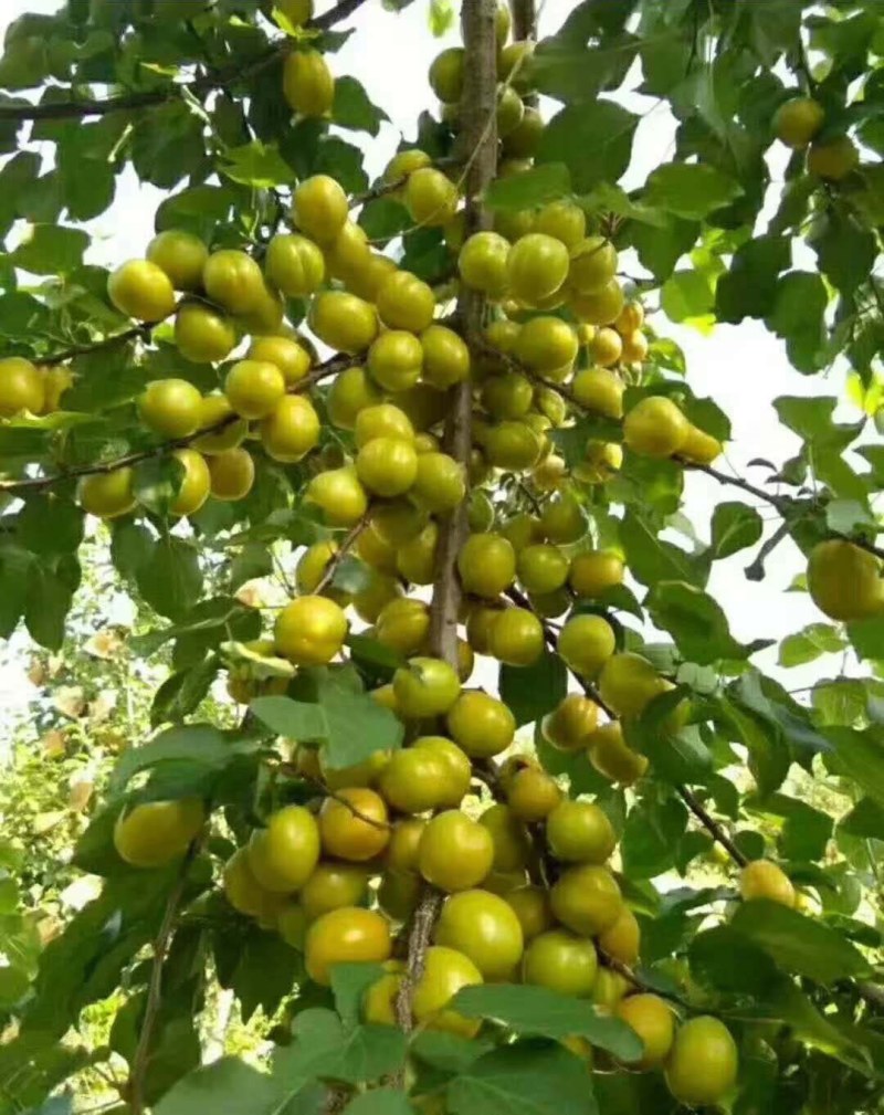 正宗荷兰香蜜杏，珍珠油杏，红杏，品种纯正，现场挖苗