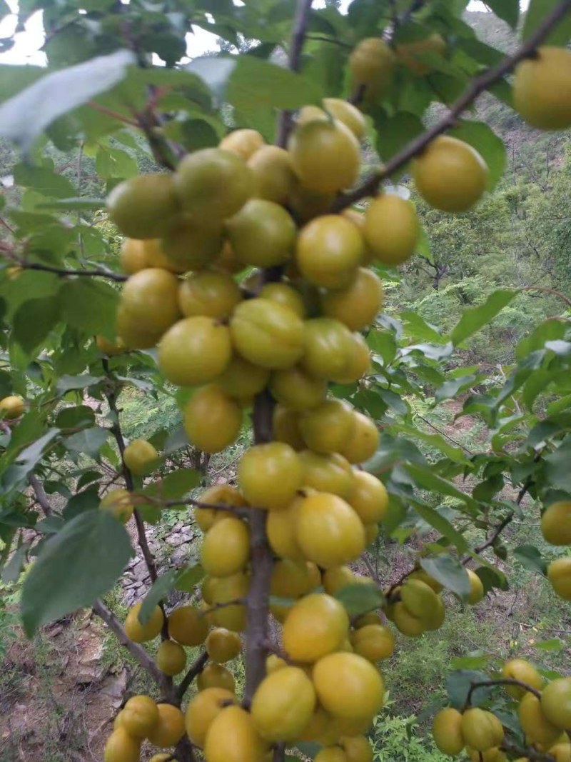 正宗荷兰香蜜杏，珍珠油杏，红杏，品种纯正，现场挖苗