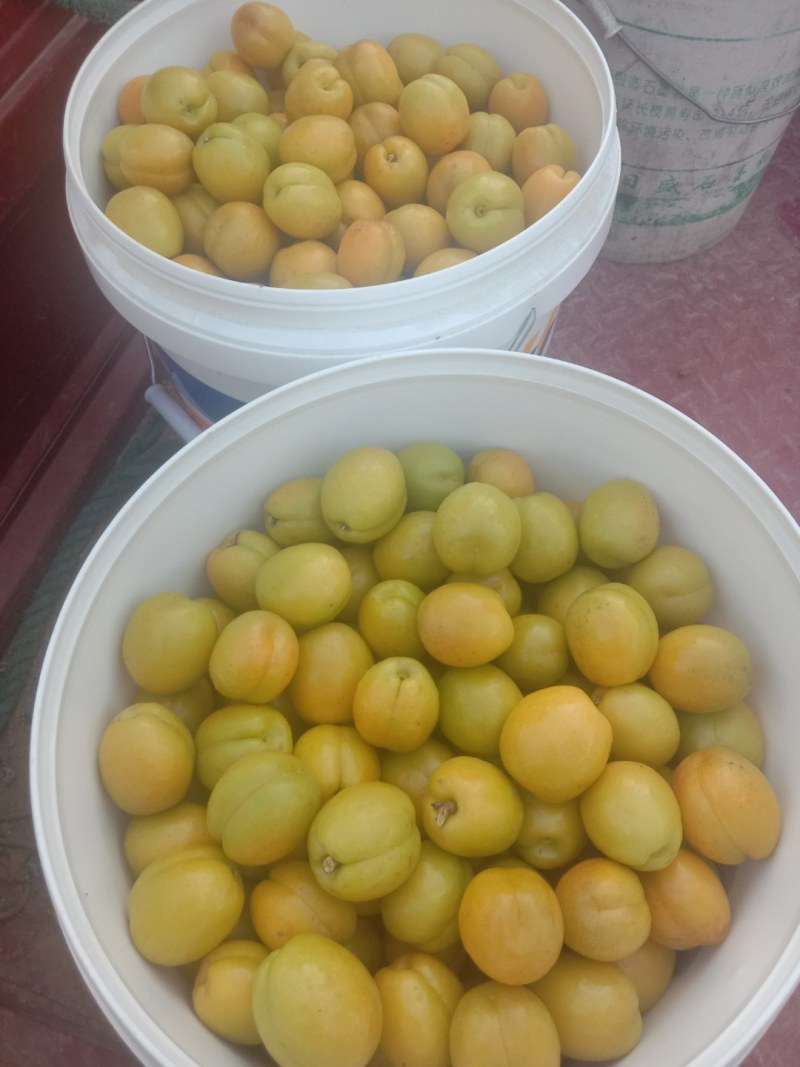 正宗荷兰香蜜杏，珍珠油杏，红杏，品种纯正，现场挖苗