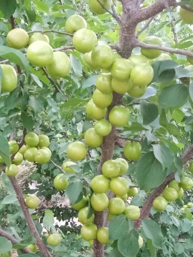 正宗荷兰香蜜杏，珍珠油杏，红杏，品种纯正，现场挖苗