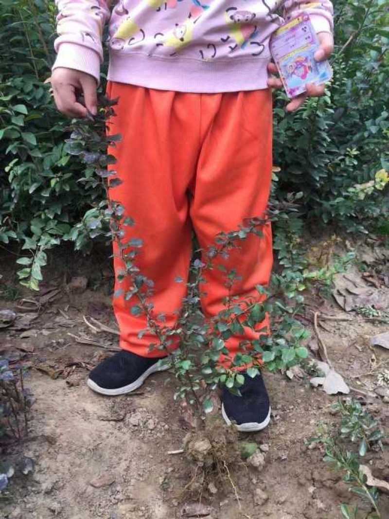 紫叶小檗红叶小波地被小苗农户直销价格优惠常年供应