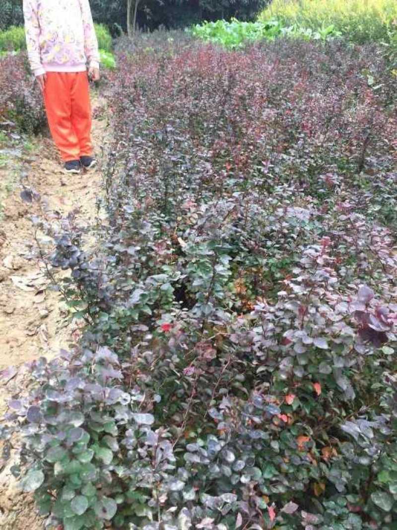 紫叶小檗红叶小波地被小苗农户直销价格优惠常年供应