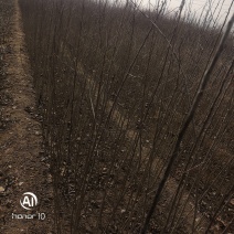 海棠实生苗，苹果实生苗，海棠苗基地，视频看货