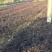 红花继木双面红球类地被小苗常年大量供应农户直销价