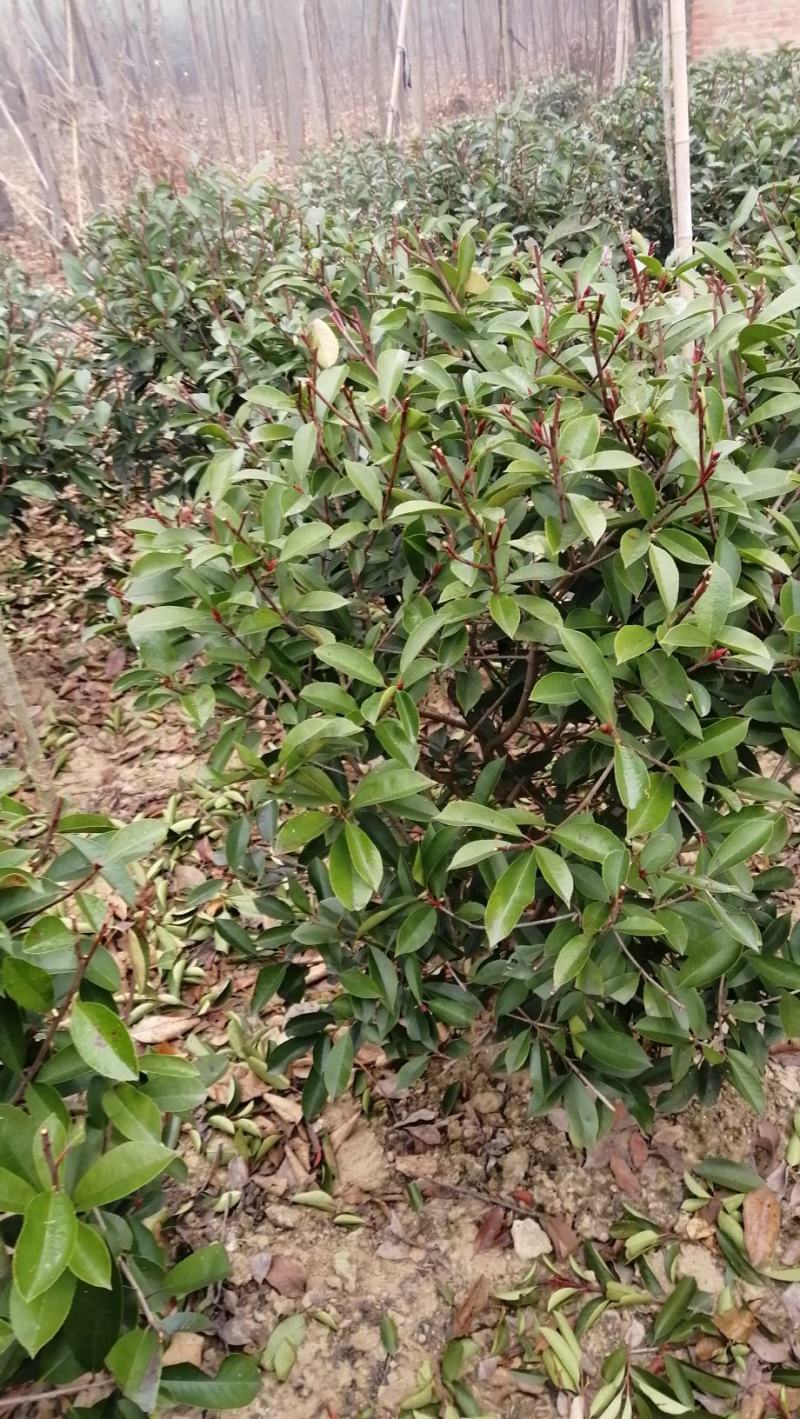 红叶石楠杯苗大杯红叶石兰红叶石兰球色块小苗规格齐全