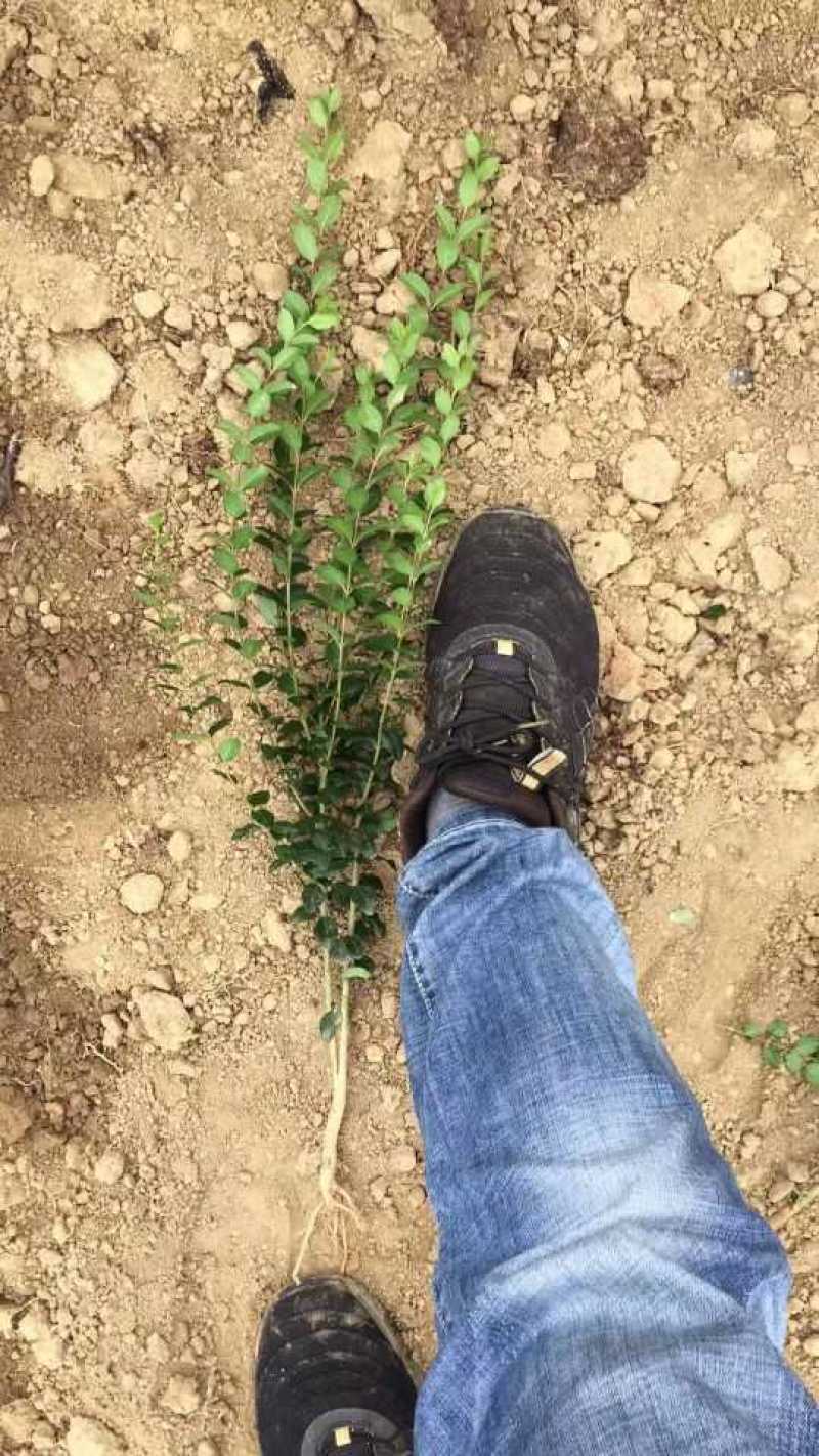 小叶女贞地被小苗小叶女贞造型规格齐全质量保证