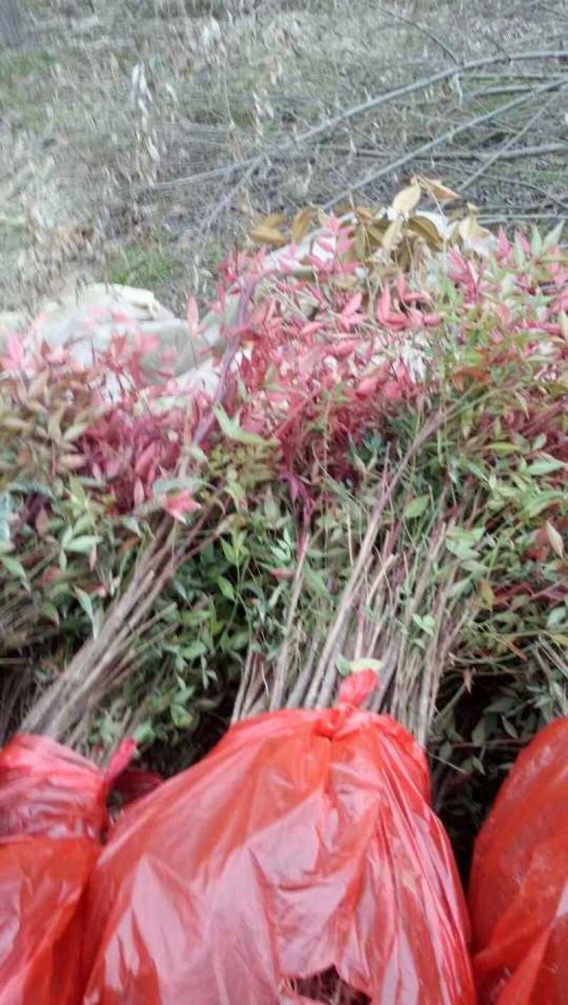 南天竹地被小苗天竺苗床苗芽苗大量供应规格齐全