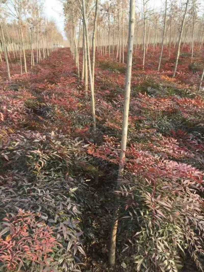 南天竹地被小苗天竺苗床苗芽苗大量供应规格齐全